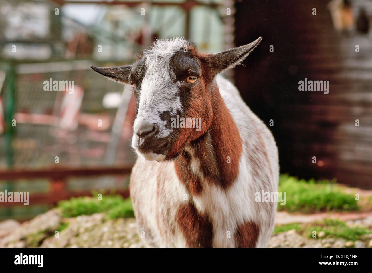 Small brown and white domestic goat Stock Photo