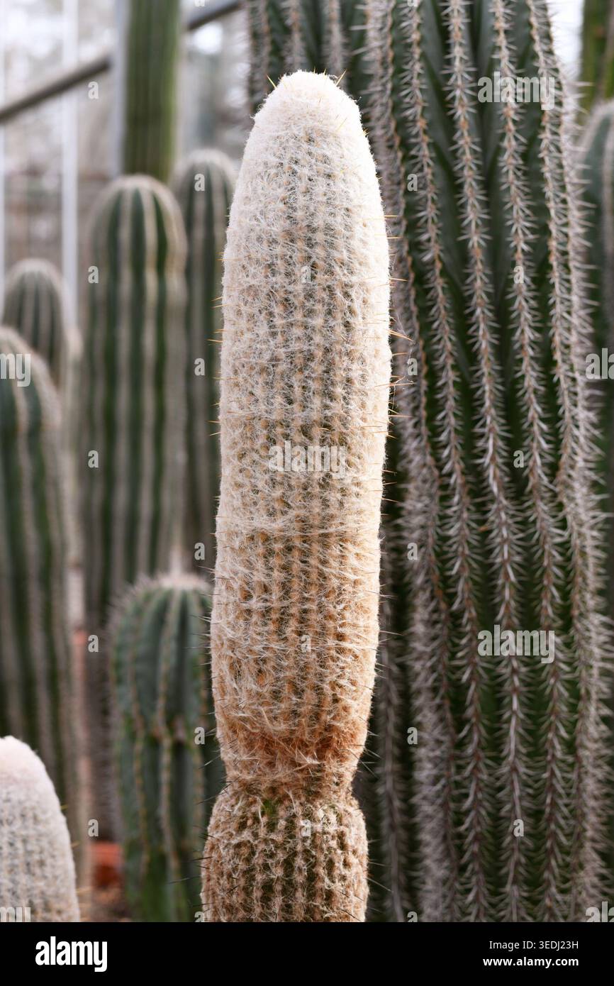 Close-up of the spiky, woolly cactus Eriocephala Magnifica, a native plant  in the cactaceae family from South America Stock Photo - Alamy