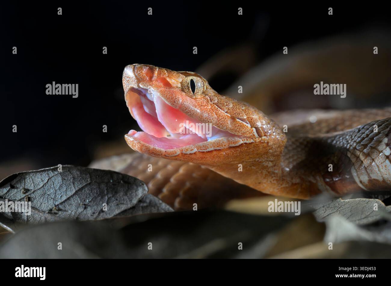 Copperhead snake mouth open hi-res stock photography and images