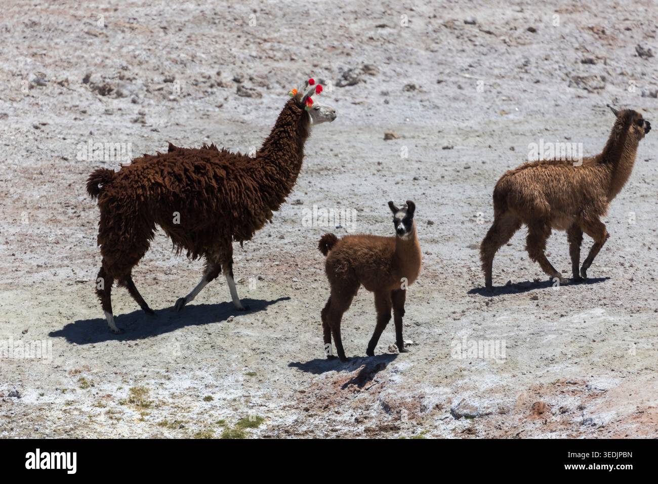 A decorated adult llama adorned with traditional colorful ear tassels walks alongside a young cria and a juvenile llama across the stark white mineral Stock Photo