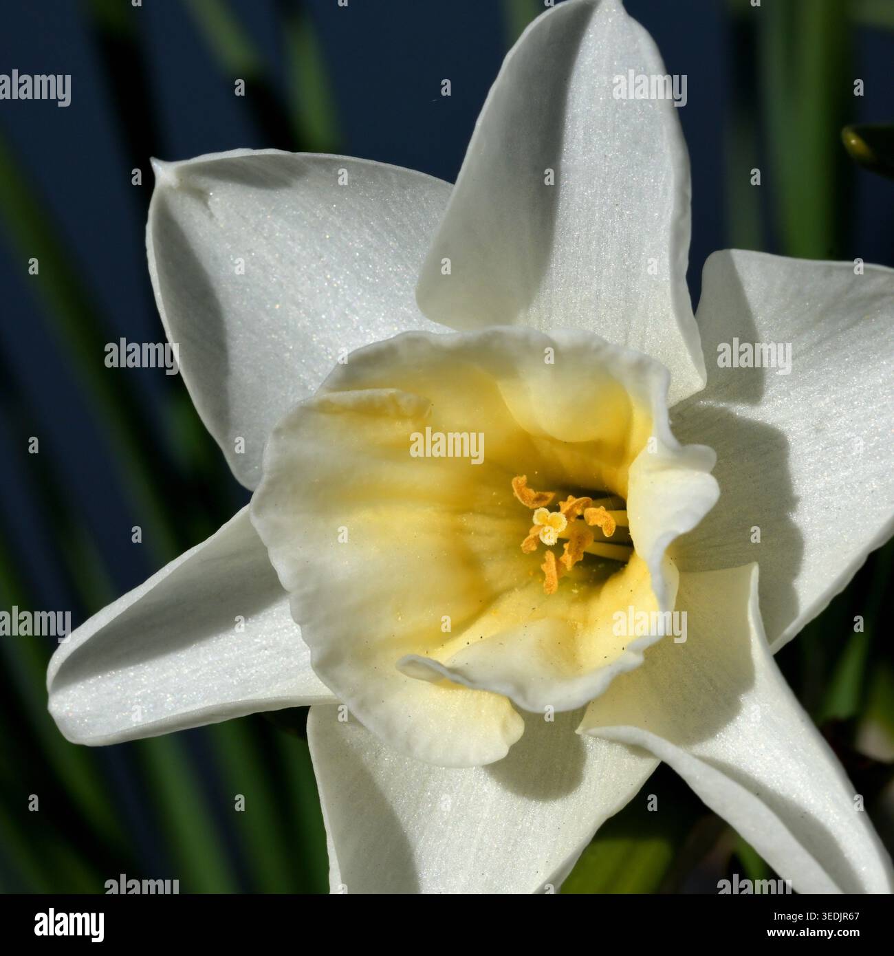 Daffodil flower head in close-up Stock Photo