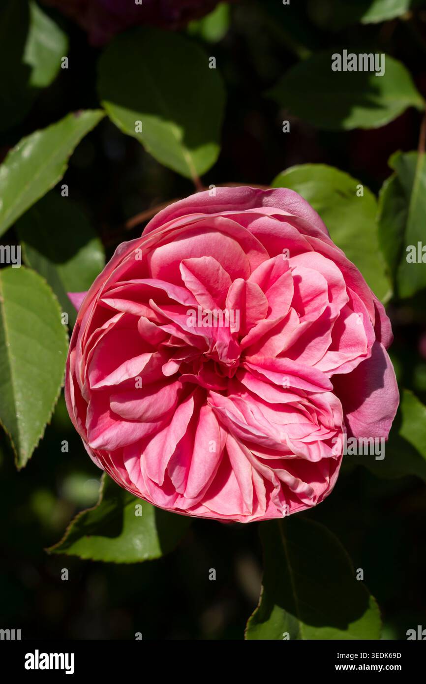 Archduke Roses Chateau-Thierry, France - 05 01 2026: Thibaud IV rose garden of ...