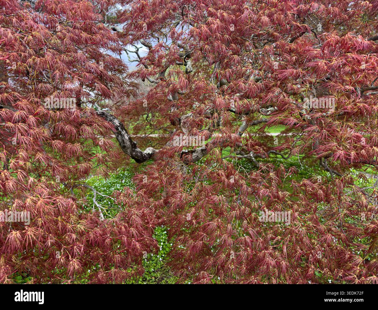 Japanese Maple Tree Leaves Stock Photo - Alamy
