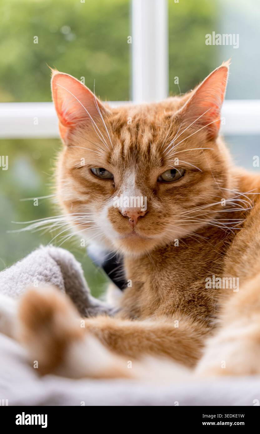 Orange cat resting by a window looking forward Stock Photo