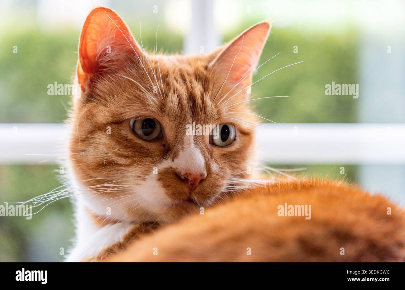 Orange tabby cat looking back with curious eyes Stock Photo