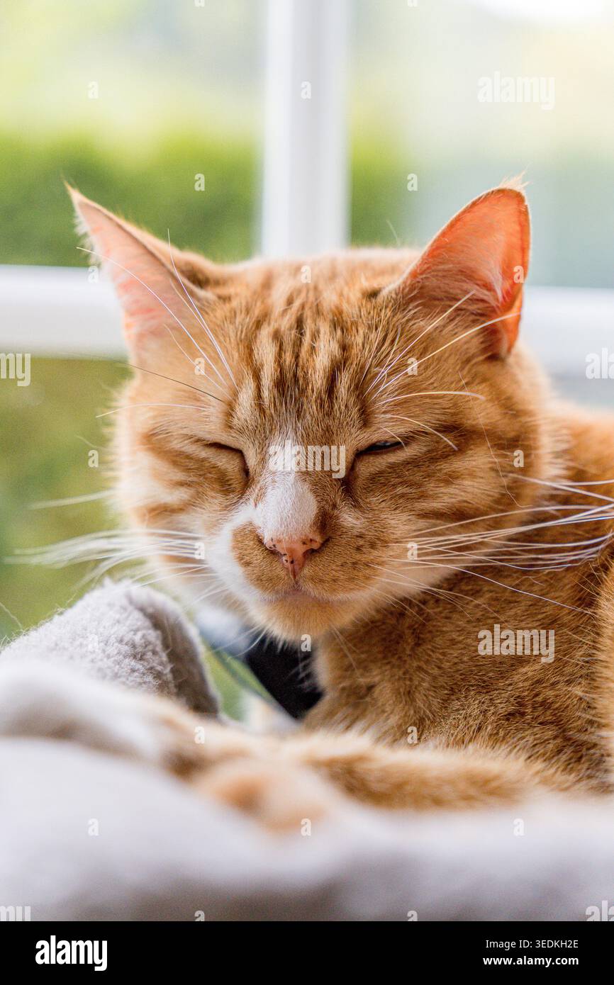 Orange cat sleeping peacefully in a comfortable bed Stock Photo