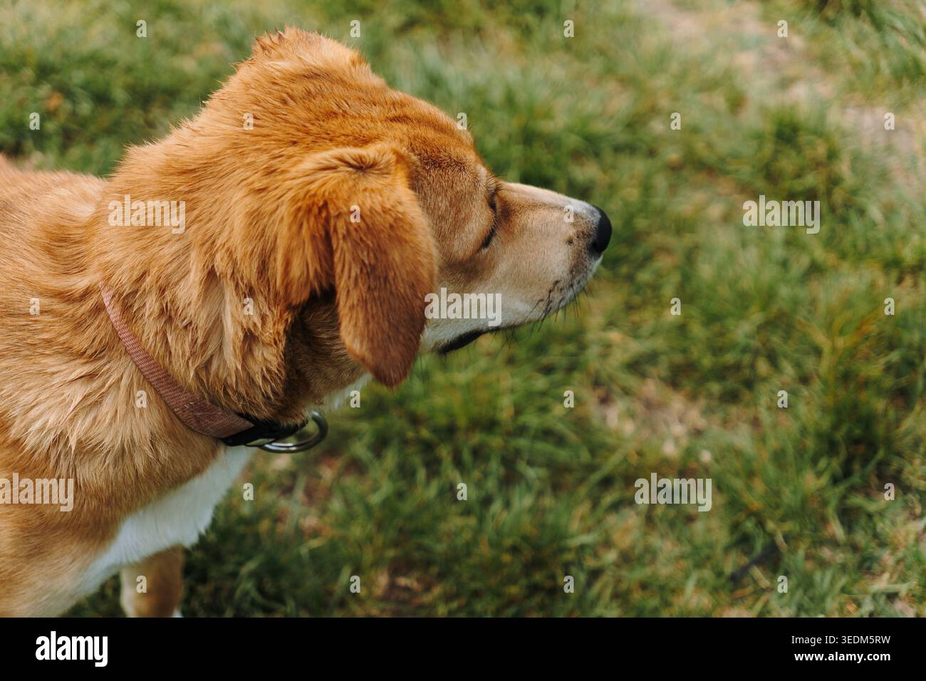 Ginger mixed breed puppy side profile portrait on green grass outdoors in soft natural light. Young dog expression, pet lifestyle, and domestic Stock Photo