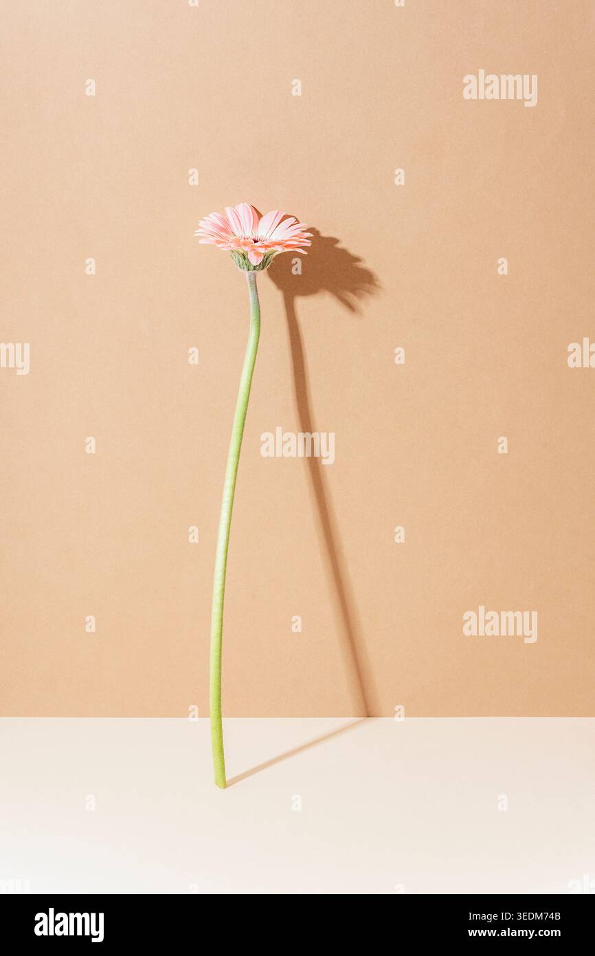 Single pink gerbera flower casting long shadow on beige background, minimal composition. Stock Photo