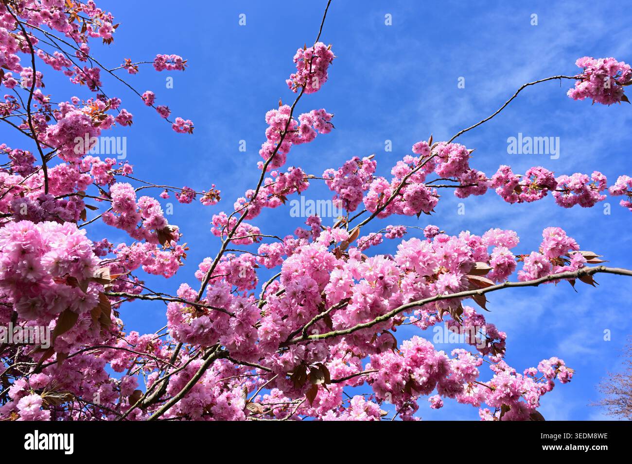 Pink cherry blossom branches against clear deep blue sky Stock Photo