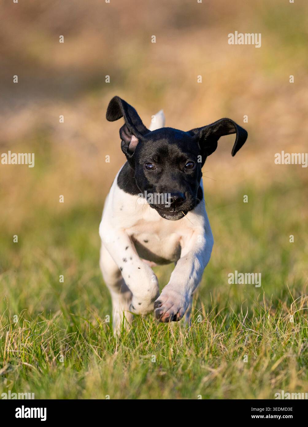 A 7 week old German Shorthaired Pointer puppy on a spring day Stock Photo