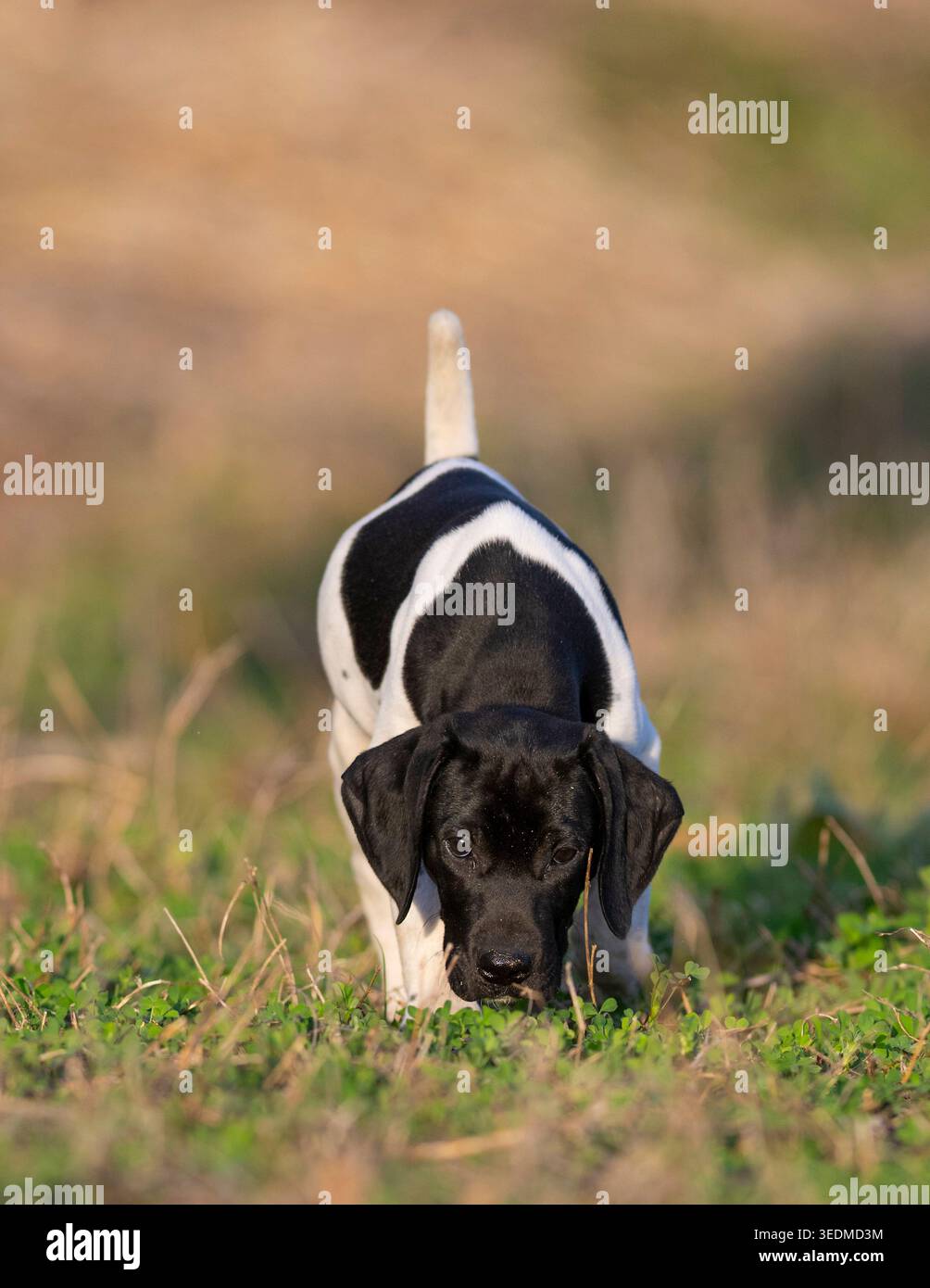 A 7 week old German Shorthaired Pointer puppy on a spring day Stock Photo