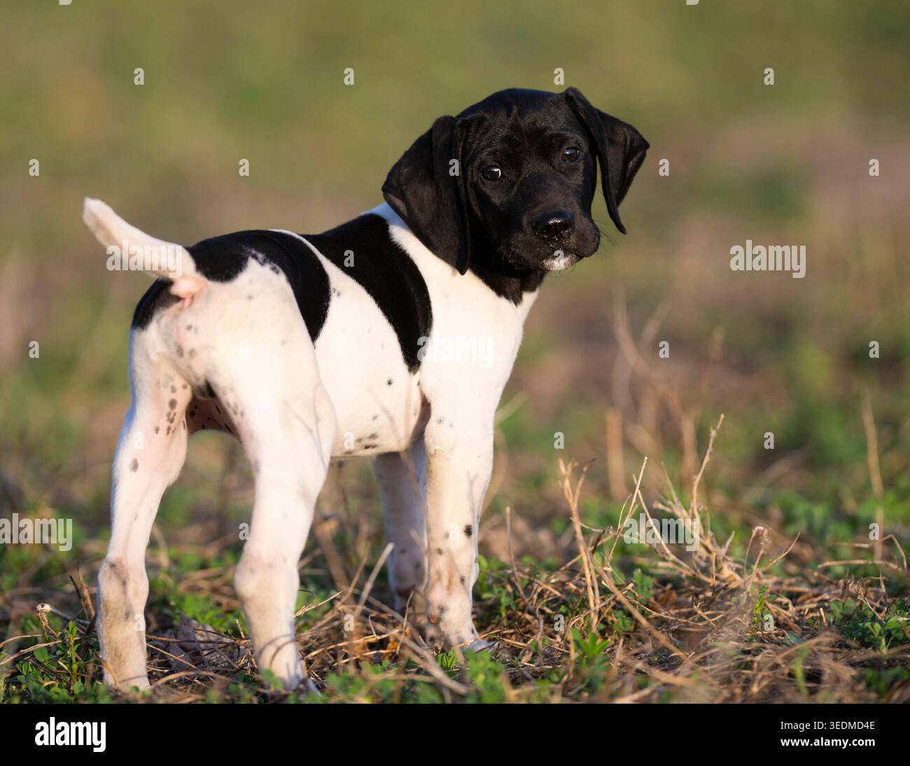 A 7 week old German Shorthaired Pointer puppy on a spring day Stock Photo