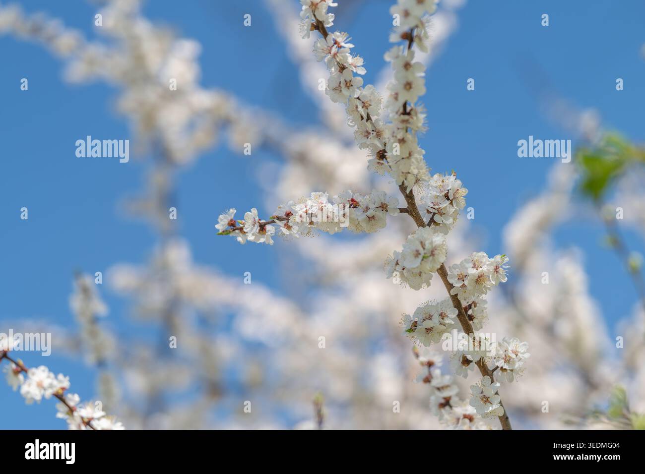 Pale color accents hi-res stock photography and images - Alamy