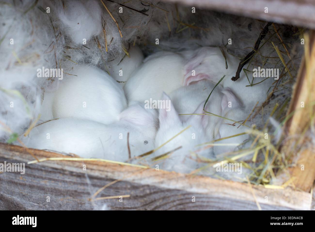Baby Rabbit Nesting Cute white baby rabbits sleeping together in a soft nest made of fur ...