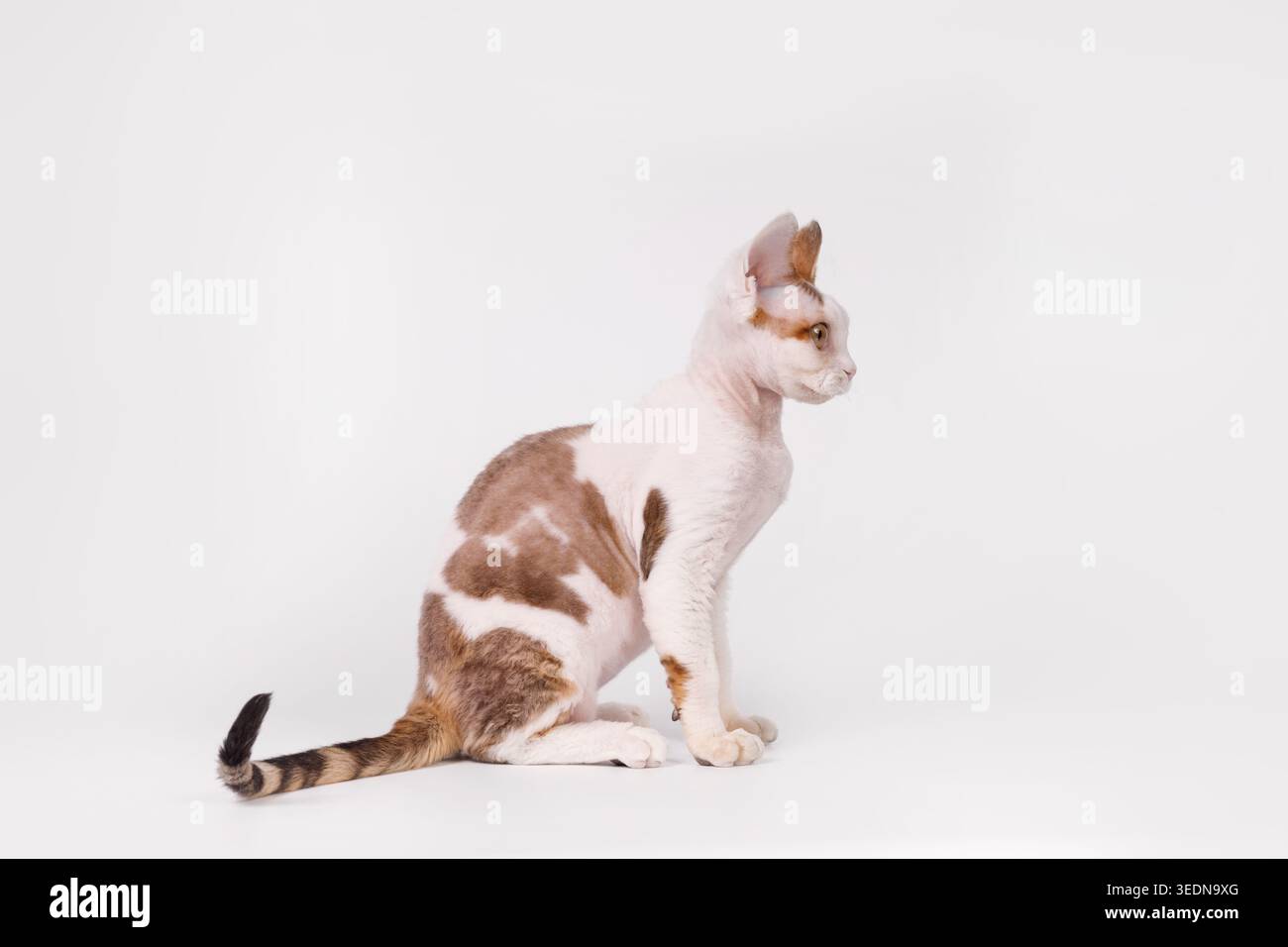 Side View of Bicolor Devon Rex Cat Sitting Stock Photo