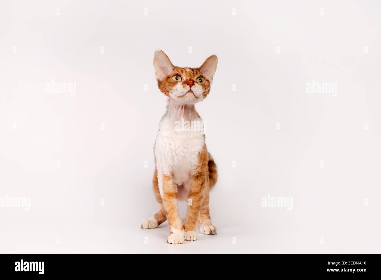 Ginger and White Devon Rex Cat Sitting on White Background Stock Photo