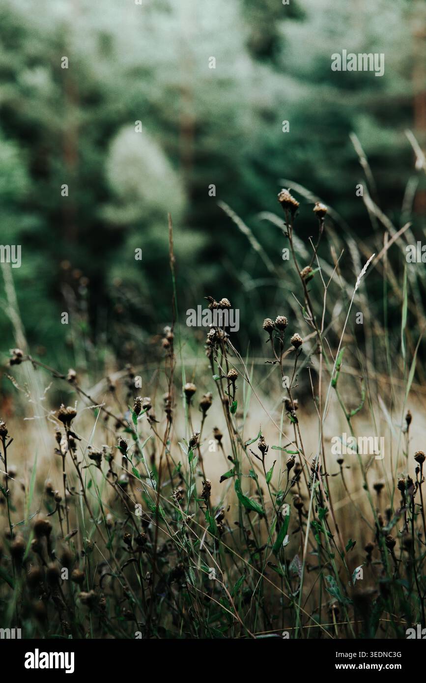 Serene forest meadow wildflowers hi-res stock photography and images ...