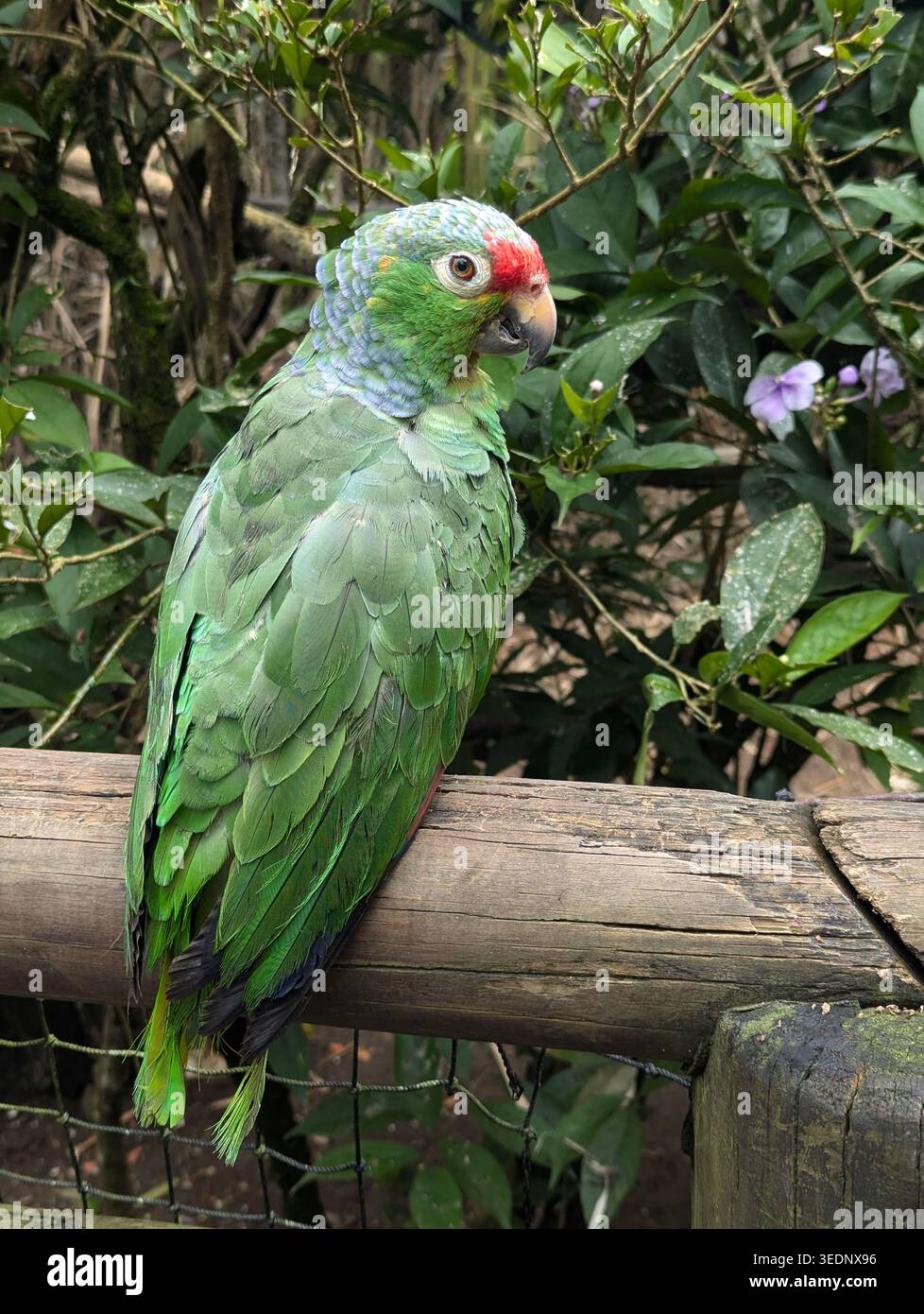Close-up of a vibrant green parrot perched on a wooden branch. Exotic bird in its natural habitat with blurred forest background - Smartphone Captured Stock Image