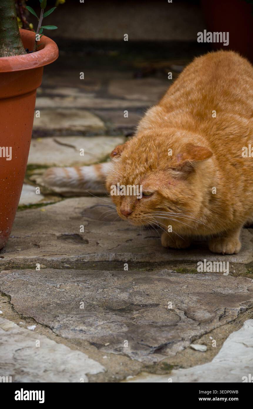 Orange Tabby Cat Outdoors on Stone Path Stock Photo