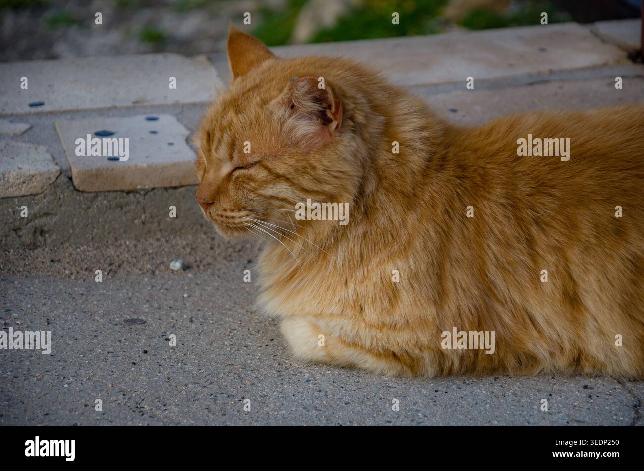 Relaxed Ginger Cat Sitting Outdoors Stock Photo