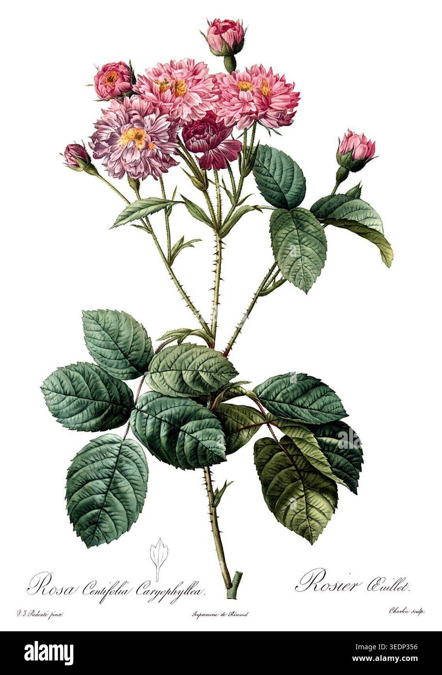 Rosa centifolia redoute hi-res stock photography and images - Alamy