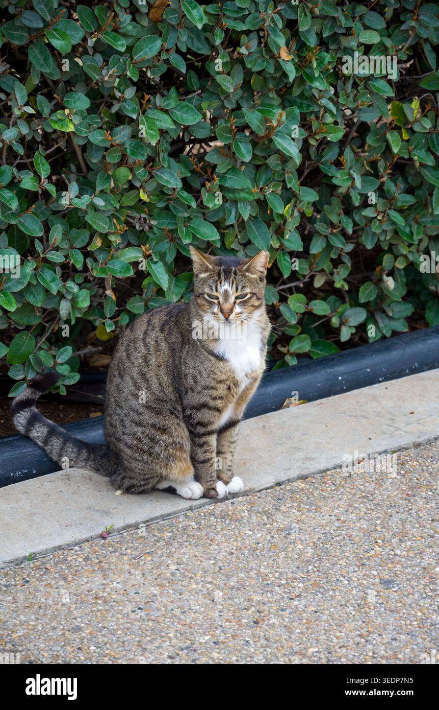 Tabby cat sitting on sidewalk near green bush Stock Photo