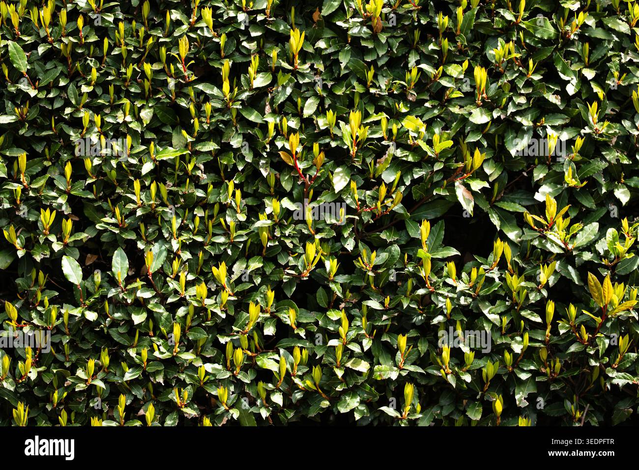 Full-frame overhead shot of a manicured green hedge with vibrant new leaf growth Stock Photo