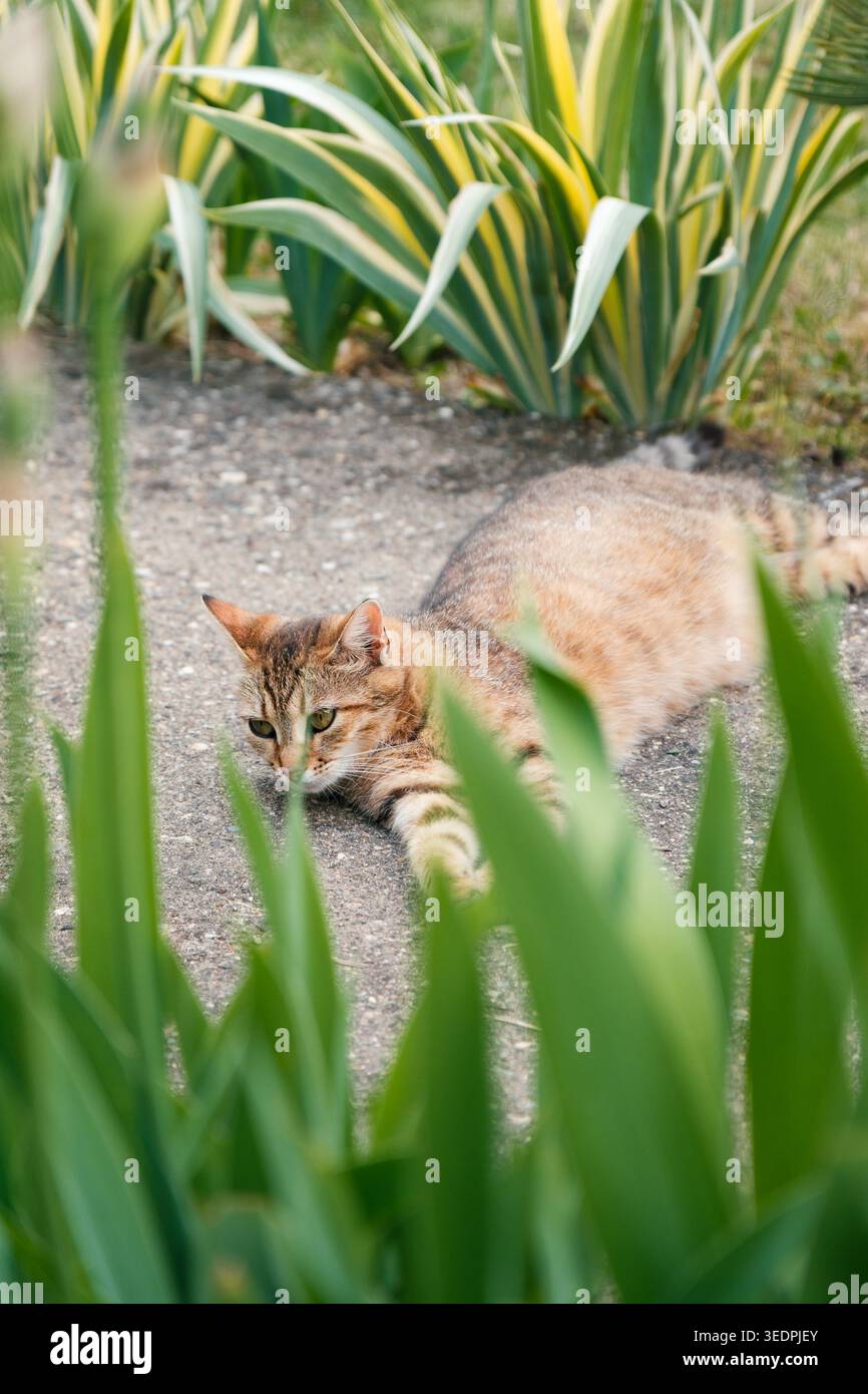 Relaxed tabby cat lying on garden path between green plants Stock Photo