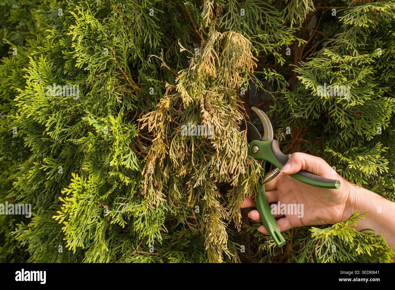 Pruning thuja hi-res stock photography and images - Page 2 - Alamy