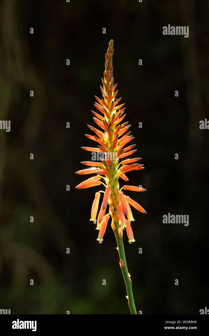Inkalane Krans flower hi-res stock photography and images - Alamy