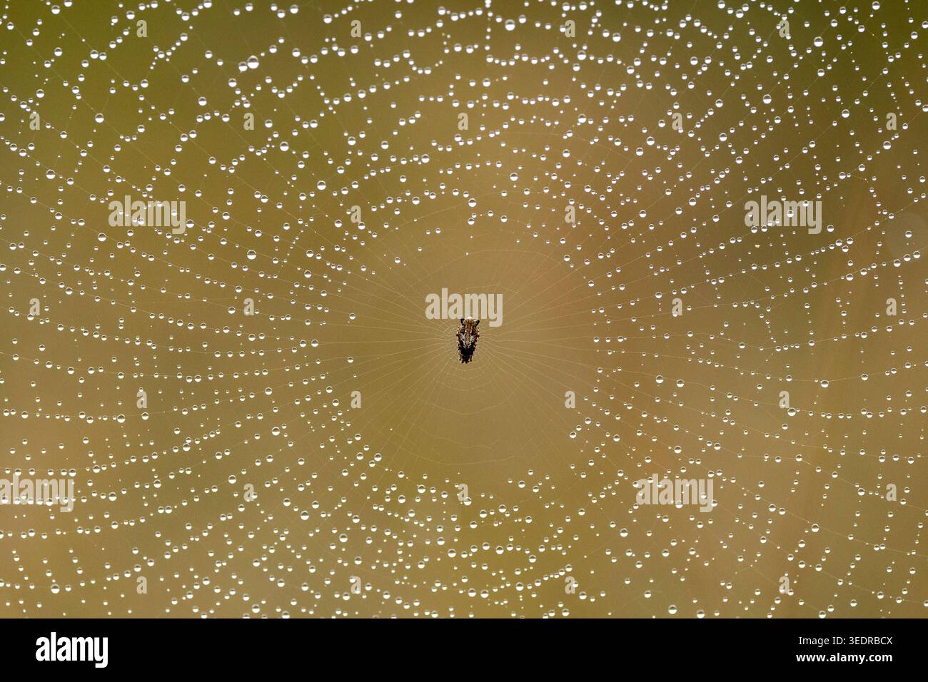 Dew drops on Spider web, South Africa Stock Photo