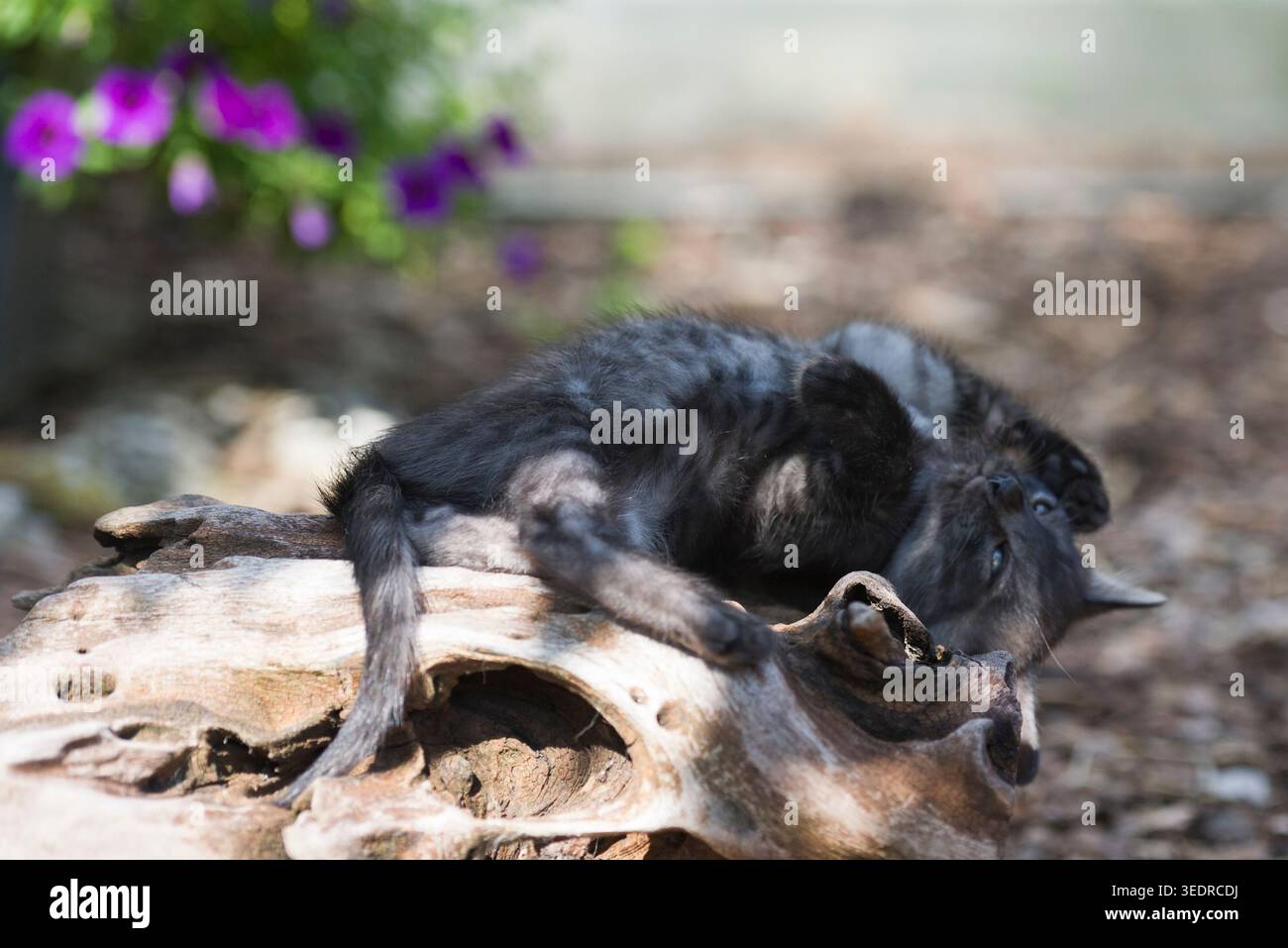 Bengal kittens in the garden Stock Photo
