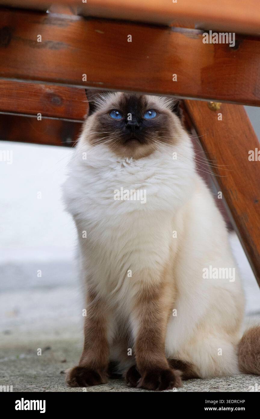 Ragdoll cat sitting under the table on the terrace Stock Photo