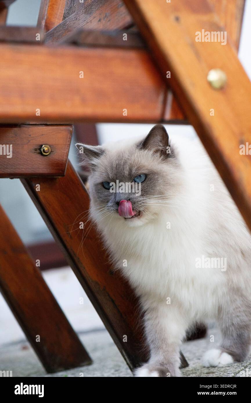 Ragdoll cat sitting under the table on the terrace Stock Photo