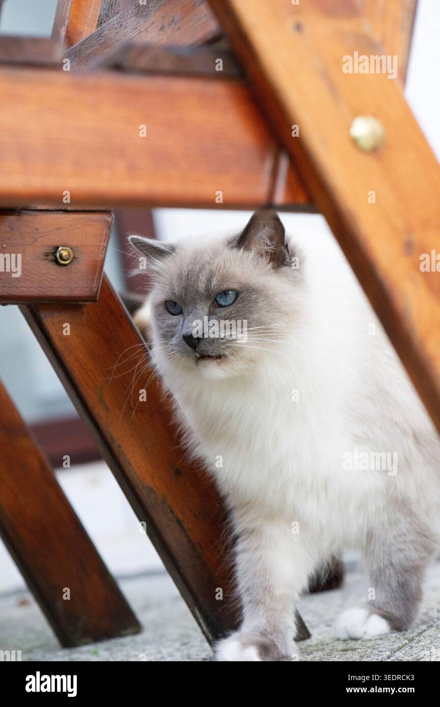 Ragdoll cat sitting under the table on the terrace Stock Photo