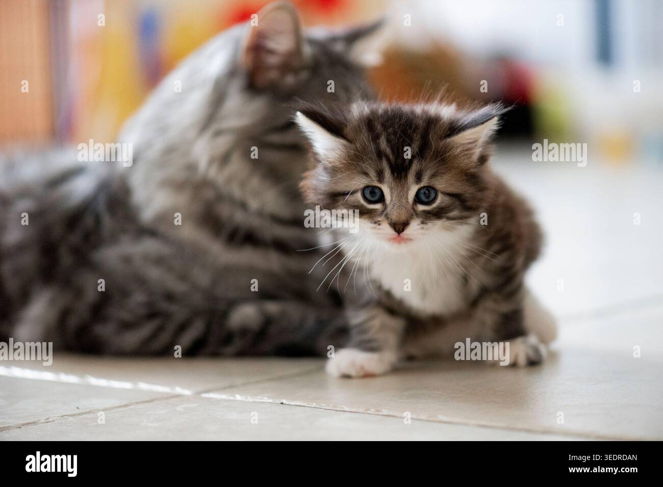Norwegian Forest Cat with her kitten Stock Photo