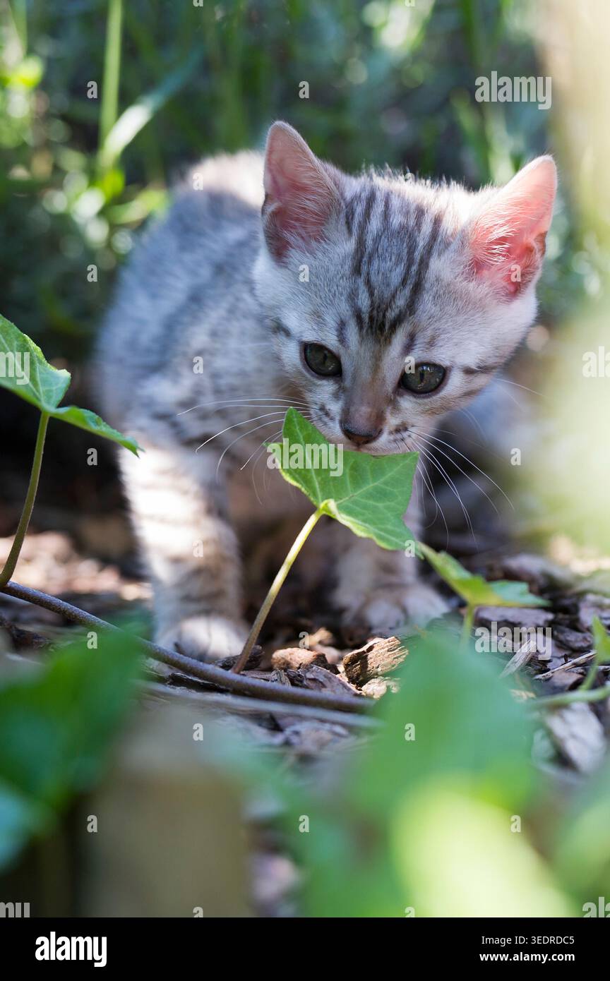 Bengal kittens in the garden Stock Photo