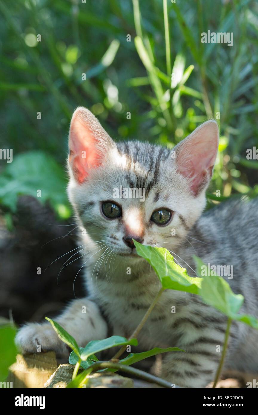 Bengal kittens in the garden Stock Photo
