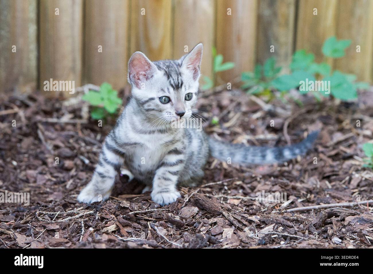 Bengal kittens in the garden Stock Photo