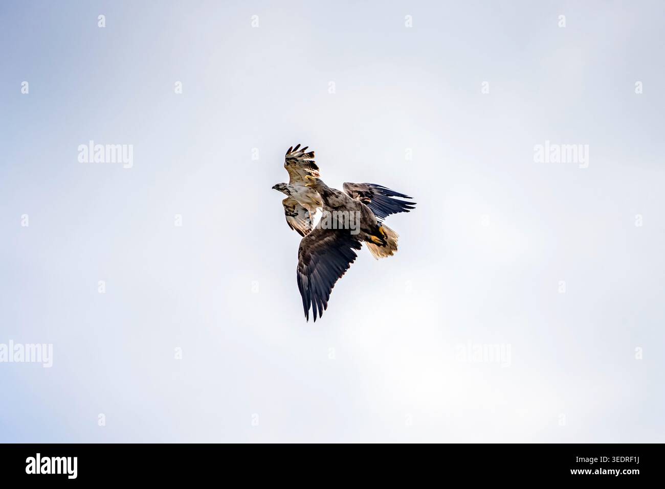 Buzzard attacks the white-tailed eagle Stock Photo
