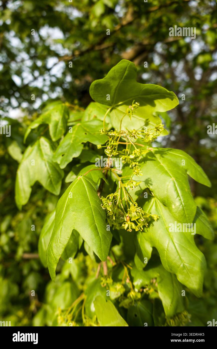 Field maple (Acer campestre) - young leaves and flowers Stock Photo