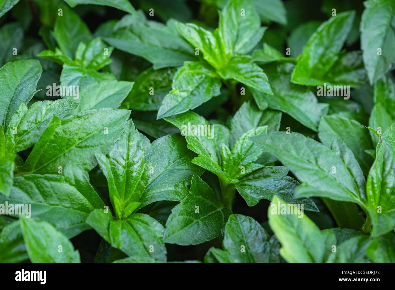 Singapore daisy sphagneticola trilobata hi-res stock photography and ...