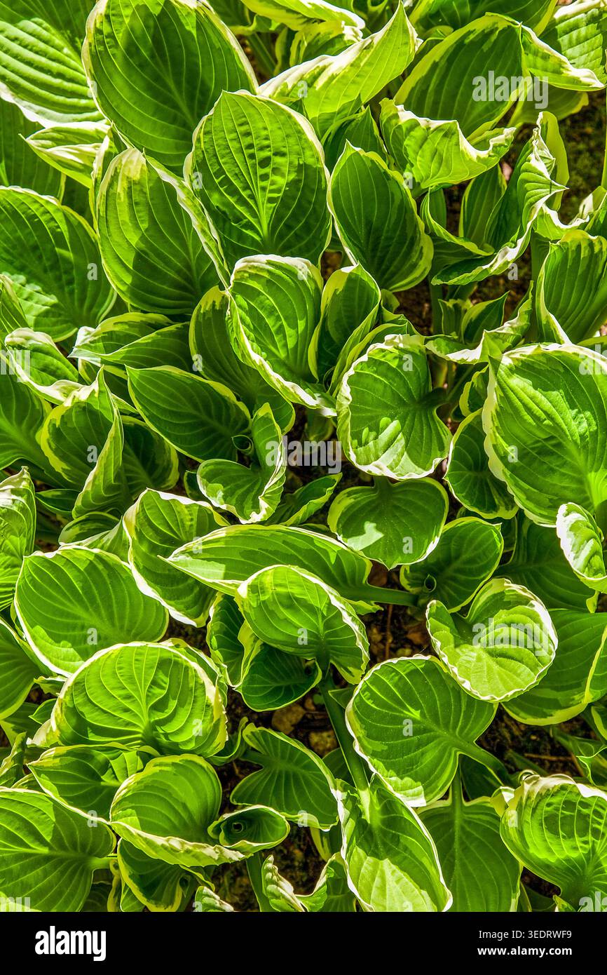 Fresh spring hosta leaves unfurl in vibrant shades of green, creating a lush textured pattern in garden sunlight. Stock Photo