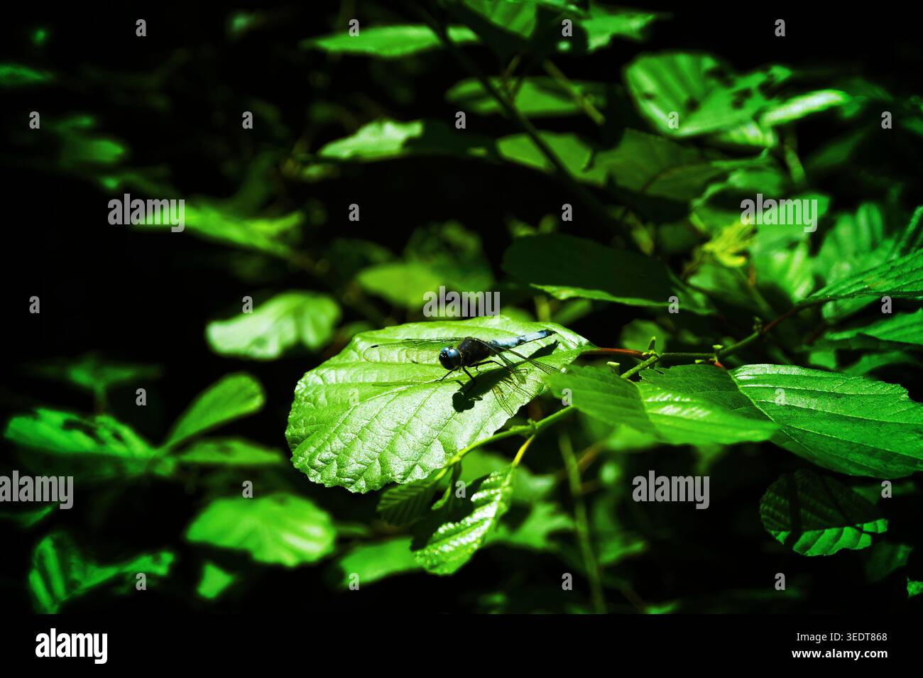 A blue dragonfly sitting on a large green leaf Stock Photo