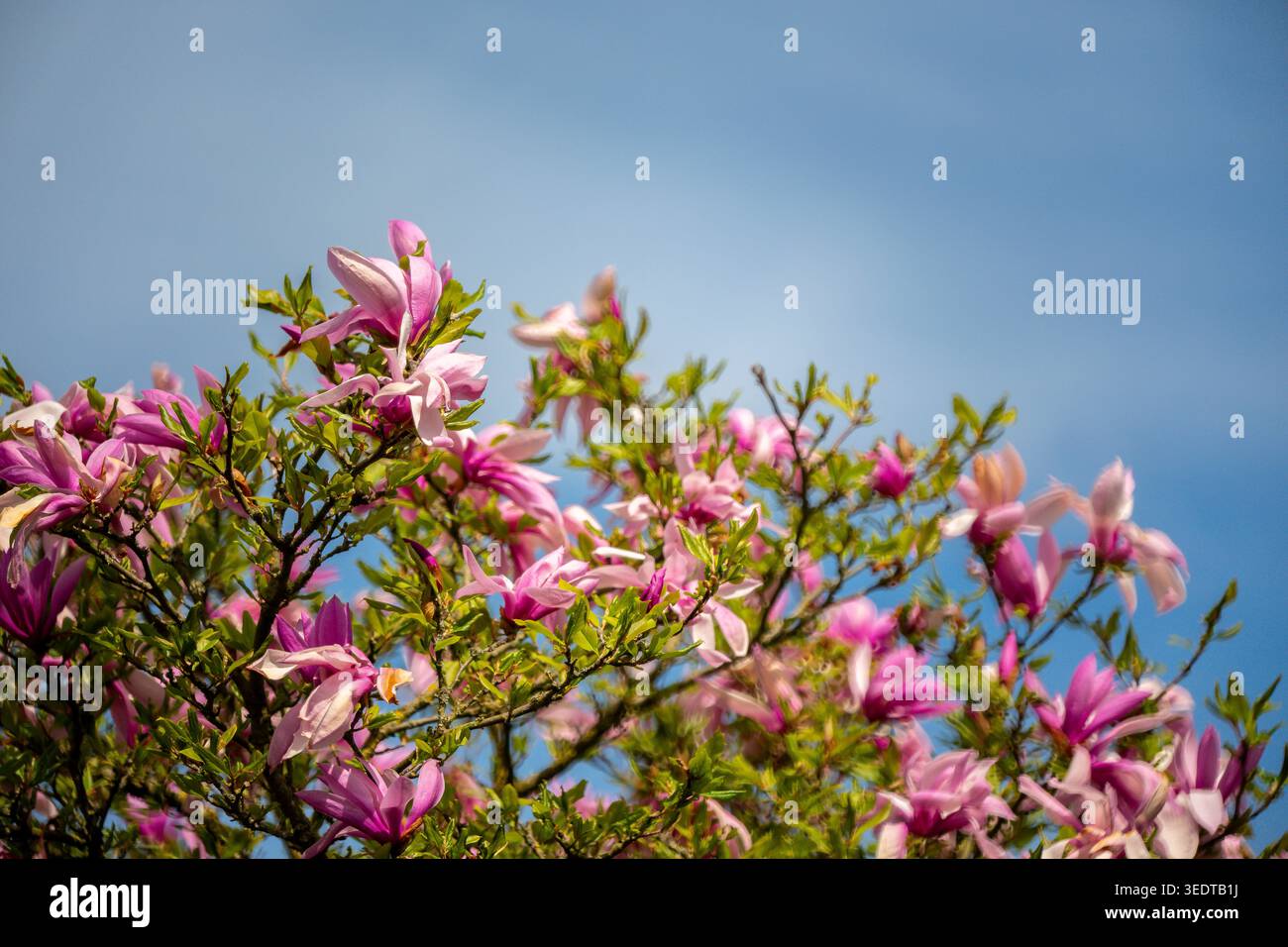 Japanese cherry blossoms Stock Photo