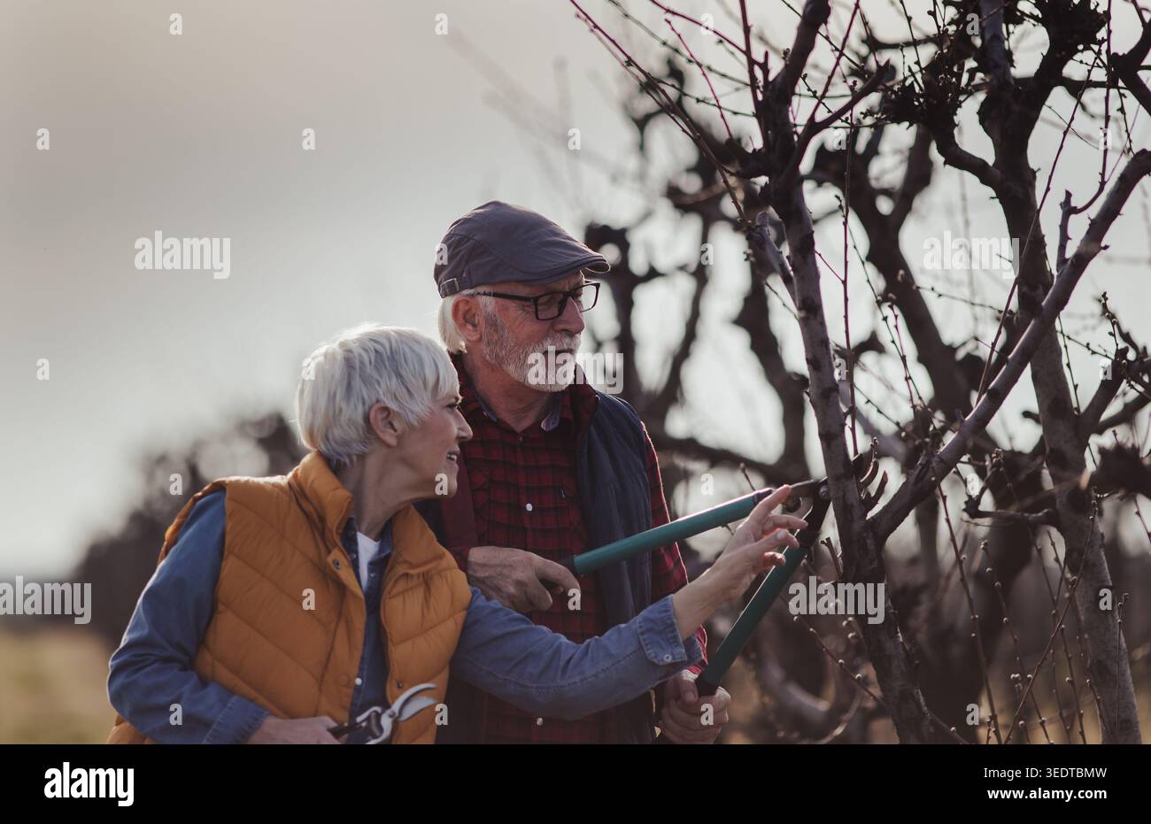Mature couple pruning branches of fruit trees in orchard in early spring time Stock Photo