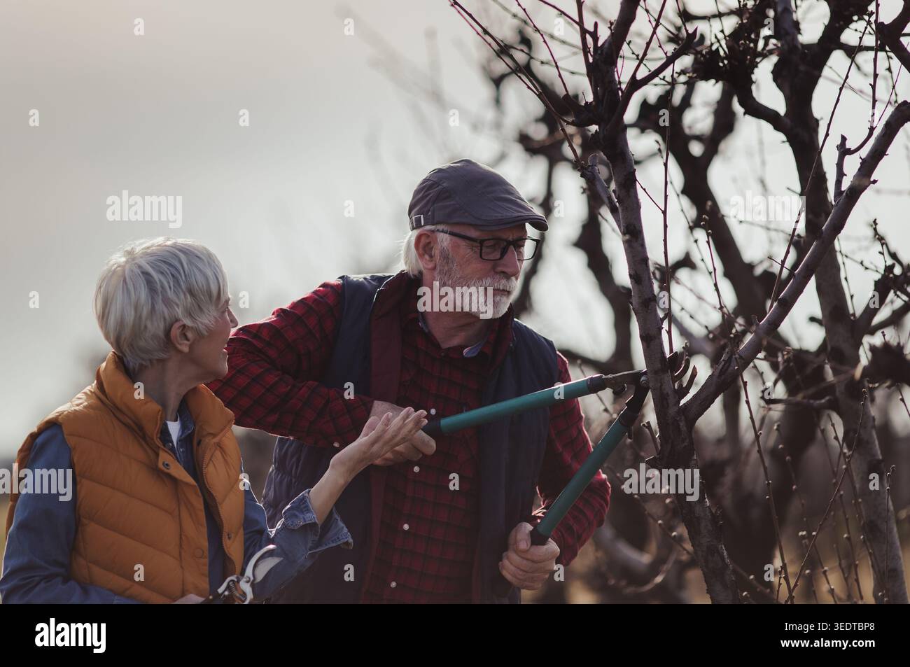 Mature couple pruning branches of fruit trees in orchard in early spring time Stock Photo