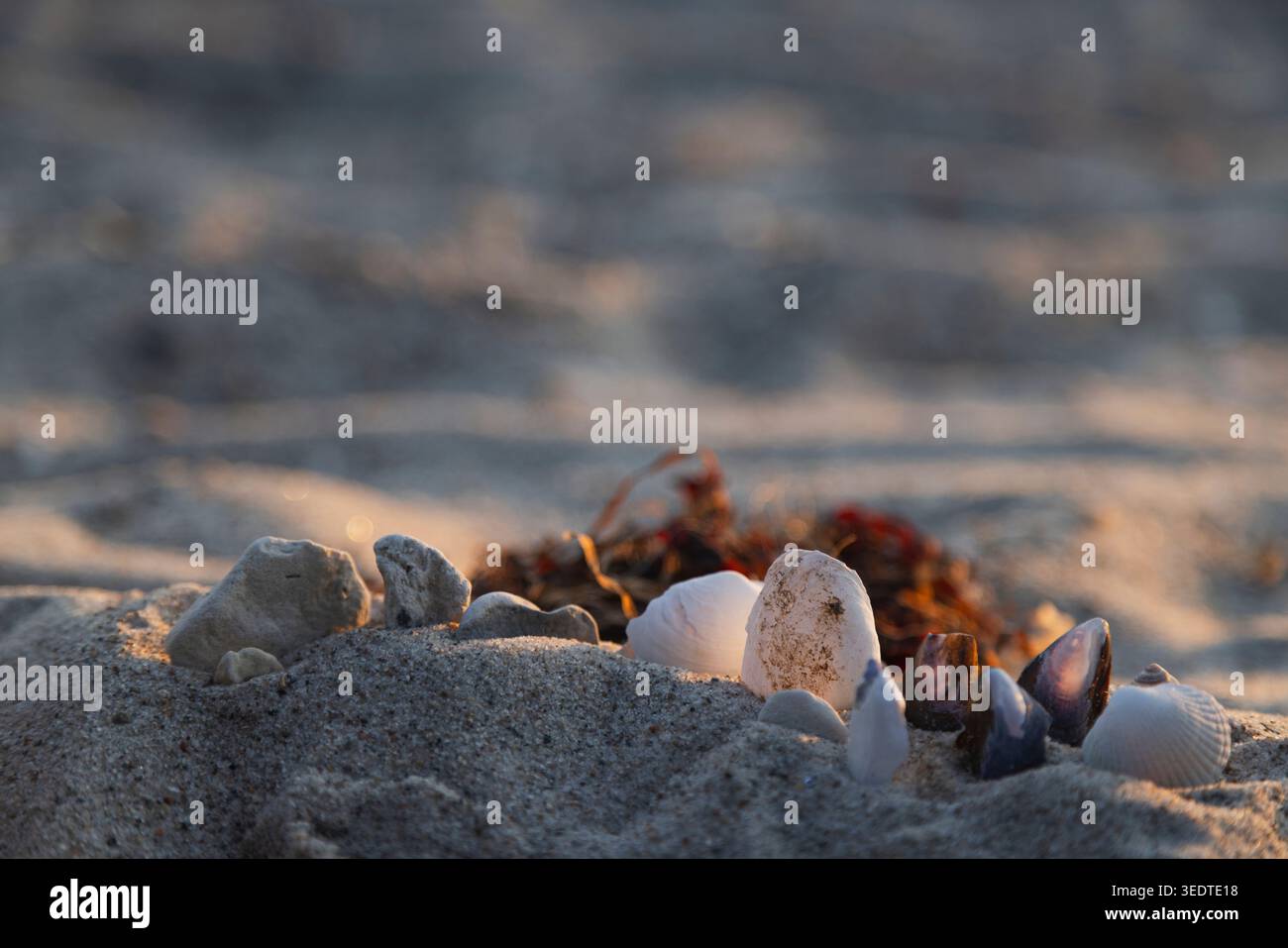 Shells on the beach Stock Photo