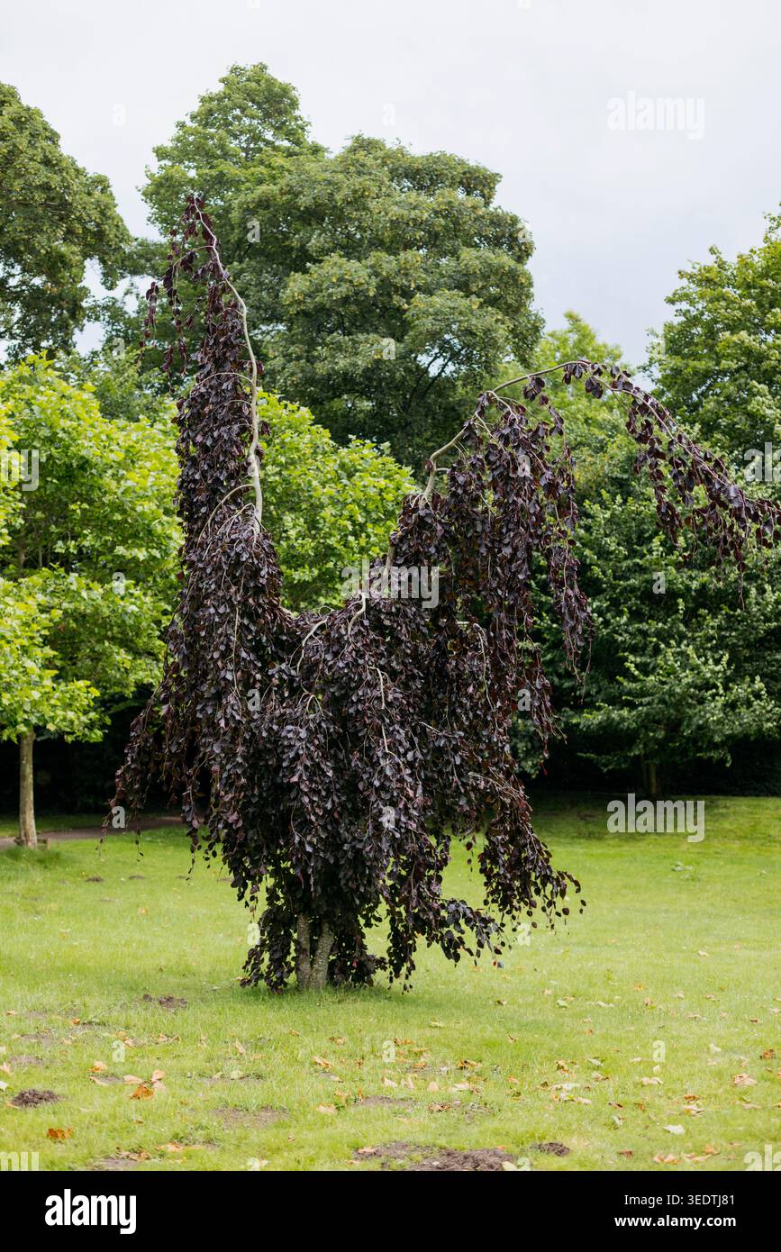 Weeping purple beech hi-res stock photography and images - Alamy