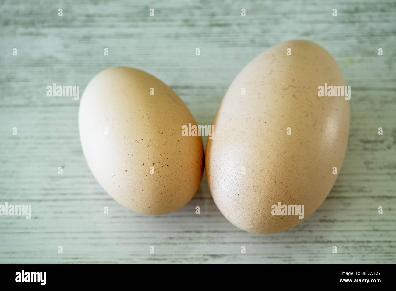 Two fresh light brown eggs on a light wooden surface. Stock Photo